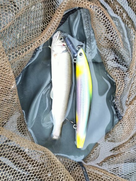 地元河川でアユイング調査 その①!!