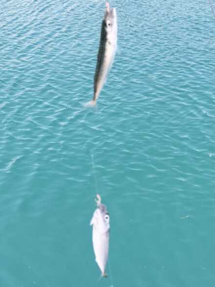 真鶴港で手軽なサビキ釣りを楽しむ！！