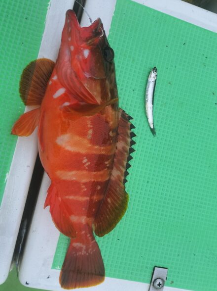 キロ超えのキジハタが釣りたい・３期目⑧！！ 〜カタクチイワシの泳がせで狙うハタ・ヒラメ・カサゴ〜
