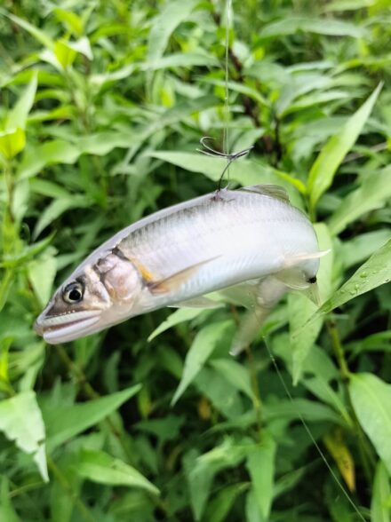 アユイング行脚！！ 酒匂川 その③