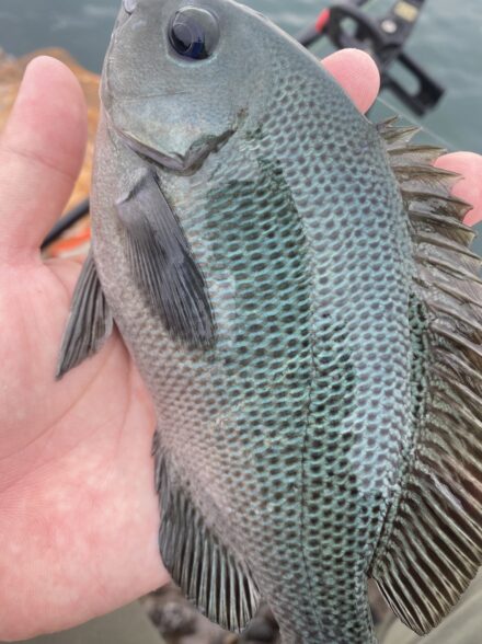 浜名湖　グレ