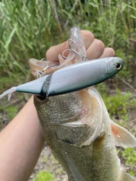 野池バス釣り