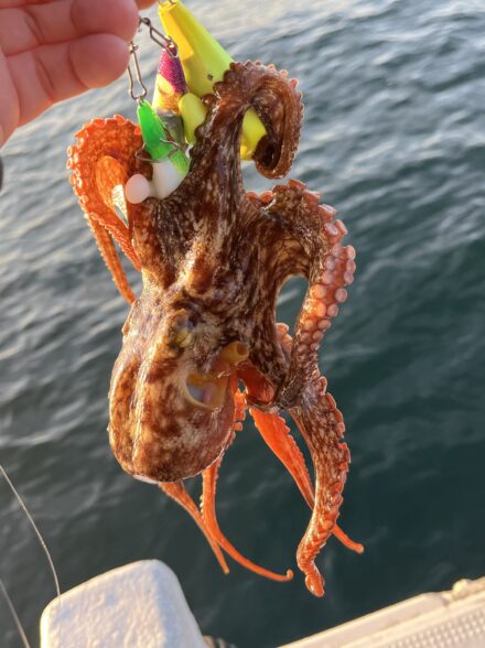 神戸船タコ🐙