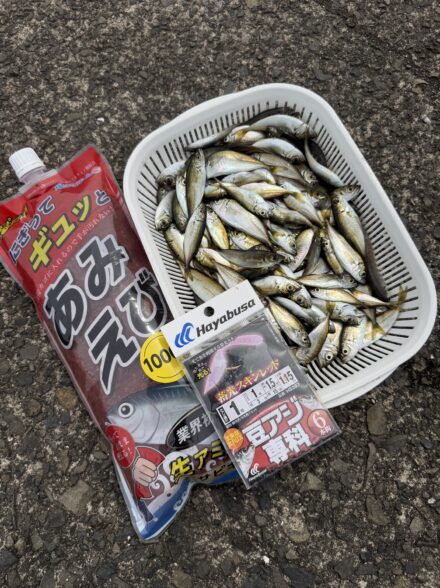 敦賀豆アジ始まりました😊