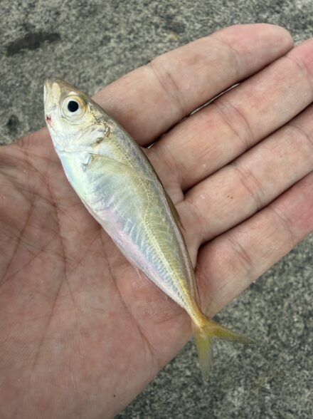 小浜も豆アジ釣れ始めました😊