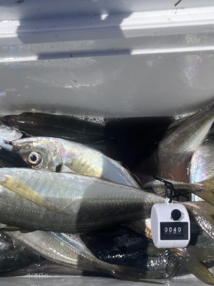またまたアジ釣りに行ってきました✨