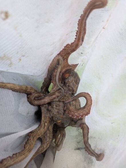 東京湾マダコ釣り🐙