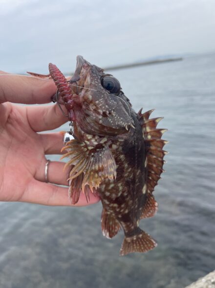 大阪湾ロックフィッシュゲーム🎣