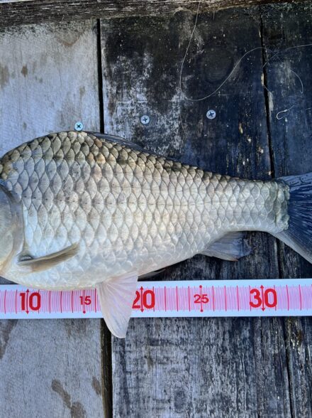 初夏のヘラブナ釣り