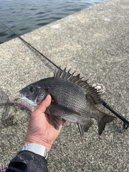 初夏のチヌ落とし込み釣り