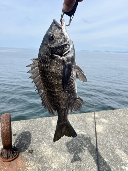 北港スリットチヌ落とし込み釣り