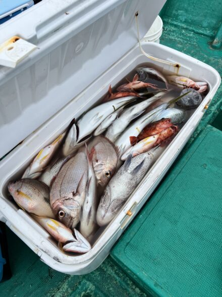 清風丸ライト落とし込み釣り