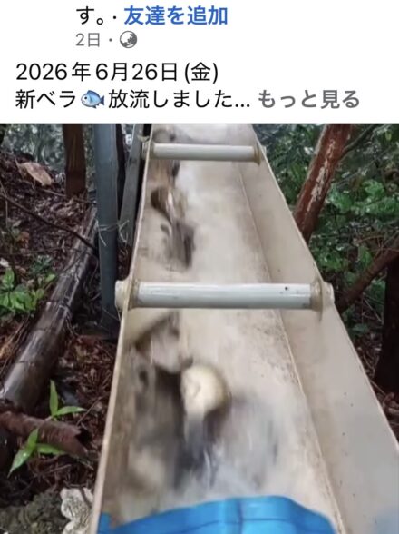 水藻フィッシングセンター新ベラ放流されました。