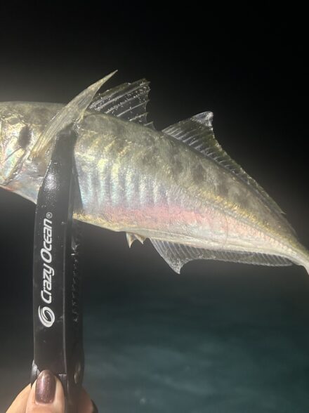 今週もバチコンへ🎣