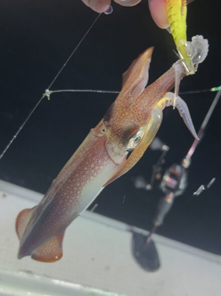 初の色浜 豊漁丸様にてイカメタル🦑