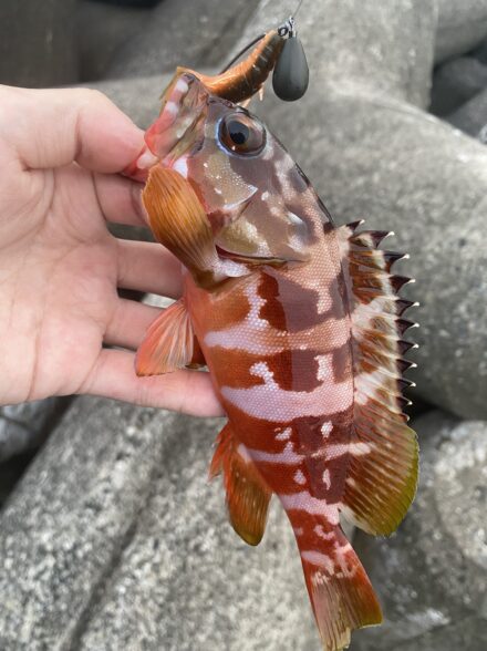 ロックフィッシュin伊東