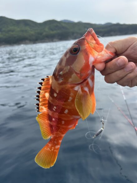 カセ　ロックフィッシュ