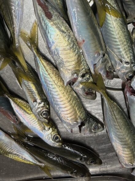子供達とサビキ釣り