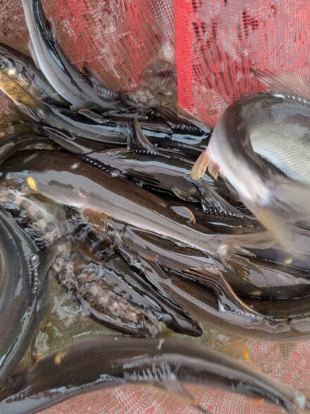 2026年の鮎釣り5回目IN桂川その5
