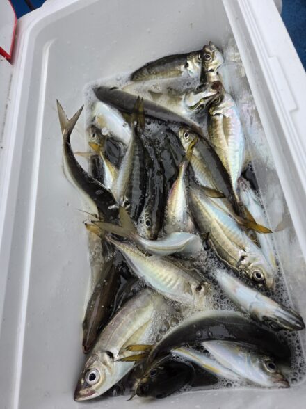 渡辺釣船店 午前ライトアジ