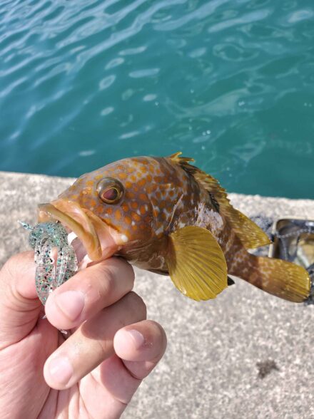 福井菅浜 堤防釣り