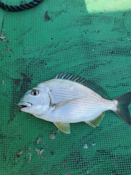 串本大島DAY2！かかり釣りで巨チヌ狙い