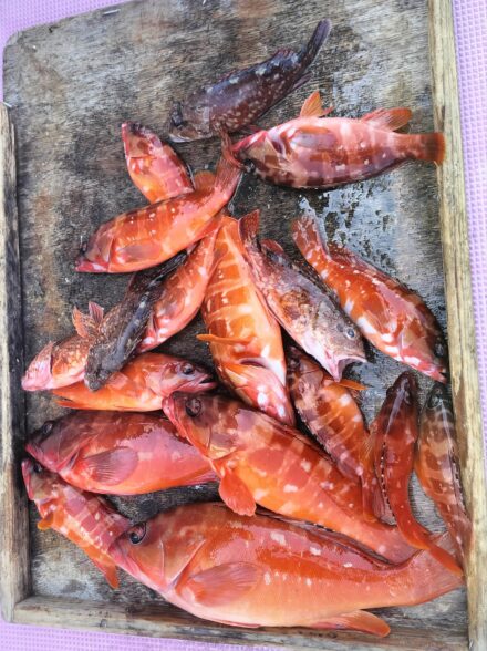 キロ超えのキジハタが釣りたい・3期目⑩!! 〜カタクチイワシの泳がせで狙うハタ・ヒラメ・カサゴ〜