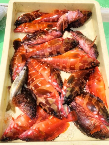 キロ超えのキジハタが釣りたい・3期目・最終戦!! 〜カタクチイワシの泳がせで狙うハタ・ヒラメ・カサゴ〜