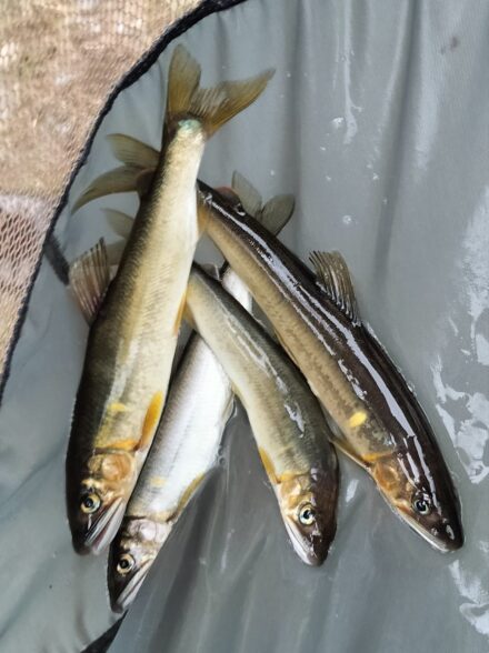アユイング行脚!! 酒匂川 その⑩ 中流域3kmを探索!!