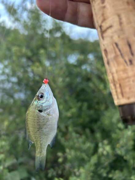 夕暮れのタナゴ釣り
