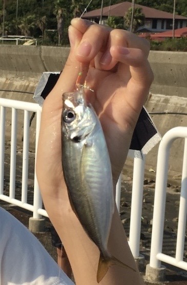 アジのサビキ釣り