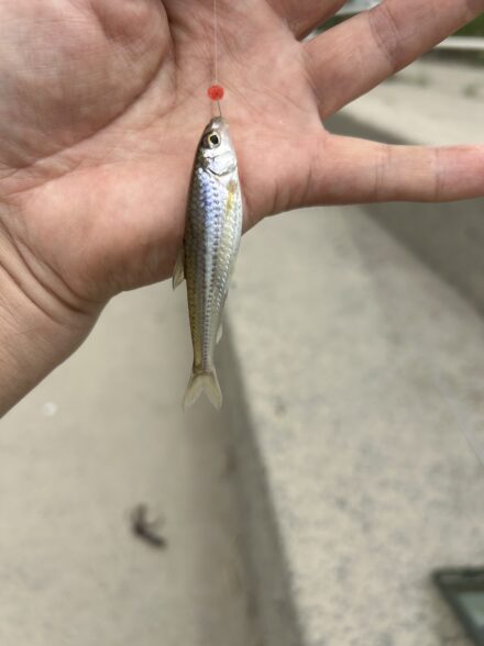淀川での雑魚釣り