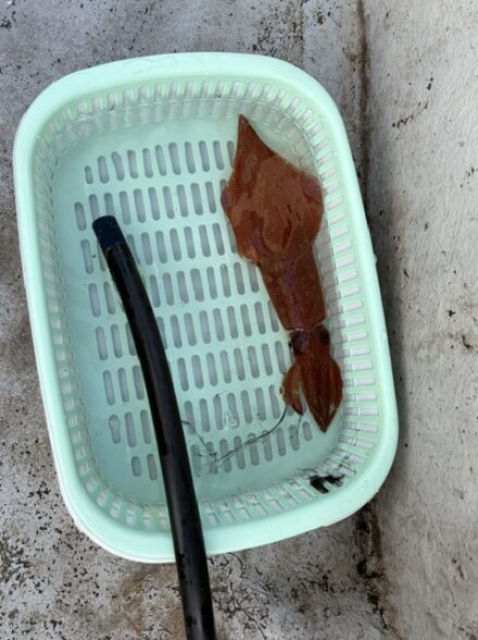 久々のケンサキイカ釣行
