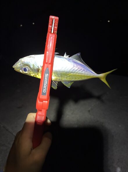 ギガアジが釣れる？