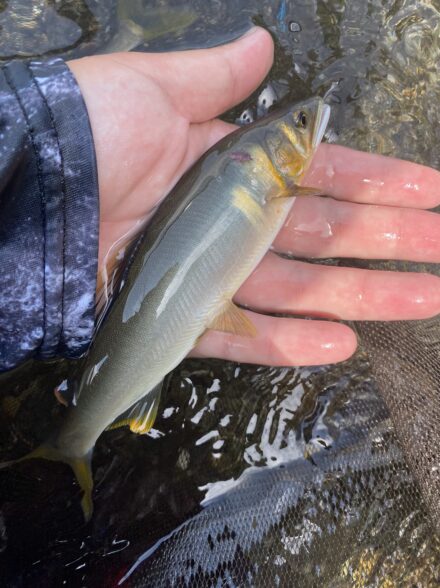 安曇川(朽木)鮎釣り🎣