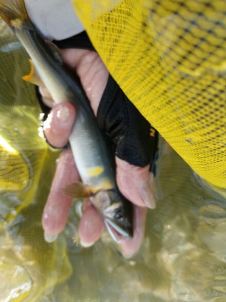 愛知川上流♪鮎釣り大会に参加