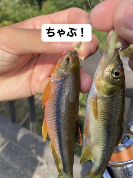 チャビングはじめました!