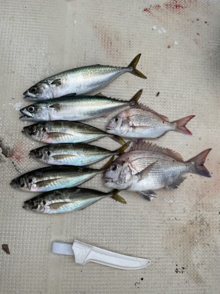 紀淡海峡なんでも便🎣