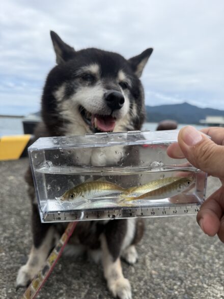 好調福井サビキ釣り