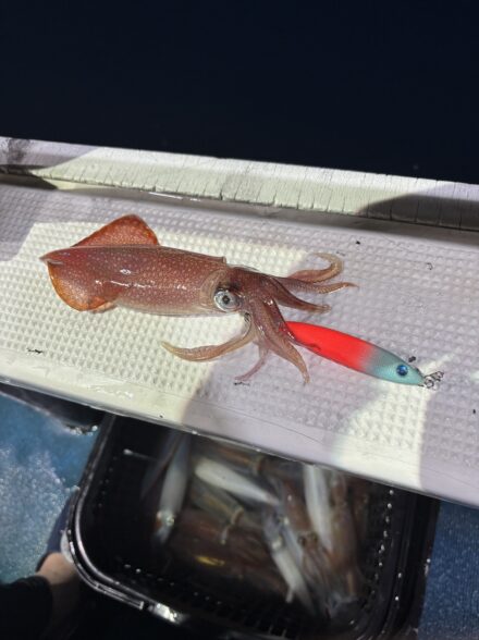 京都宮津イカメタル🦑