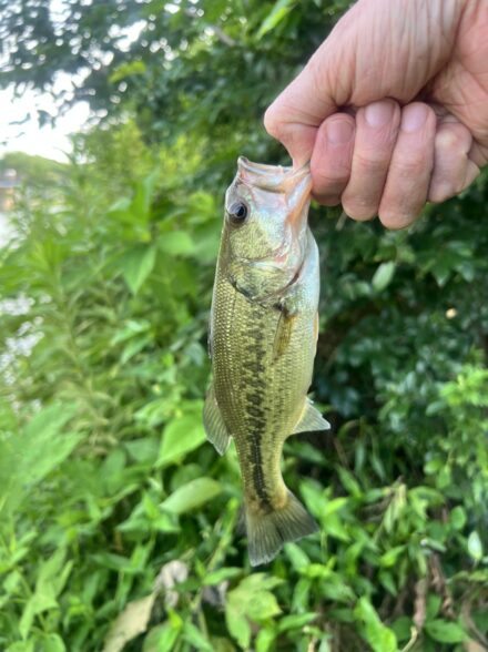 花見川釣行