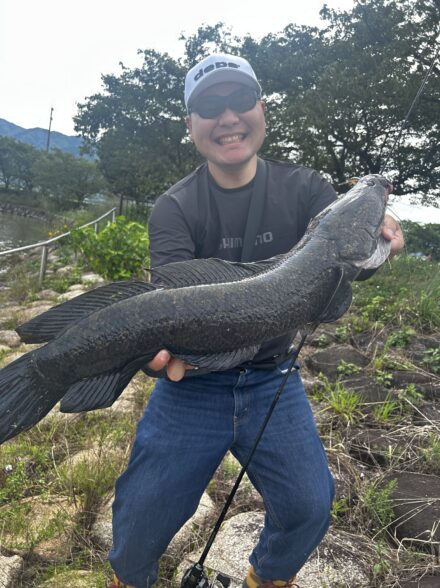 養老水系でデッカい雷魚出現⚡️