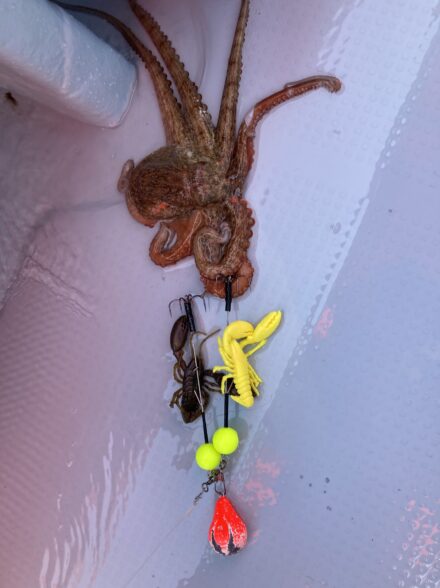 明石！船タコ釣り！リベンジ！