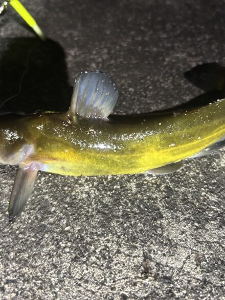 ウナギ釣り②