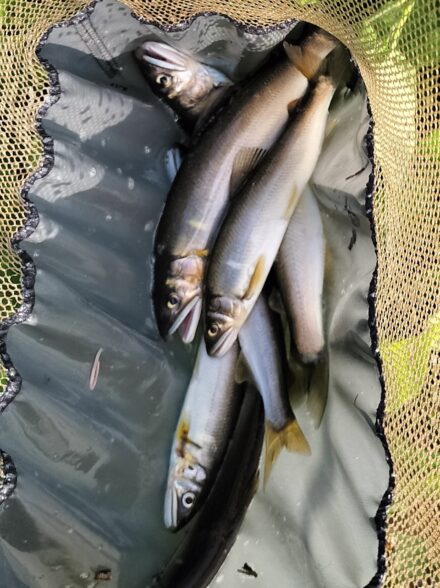 アユイング行脚！！ 酒匂川 その⑥