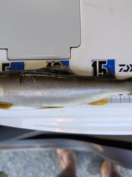 2026年の鮎釣り12回目IN相模川その4