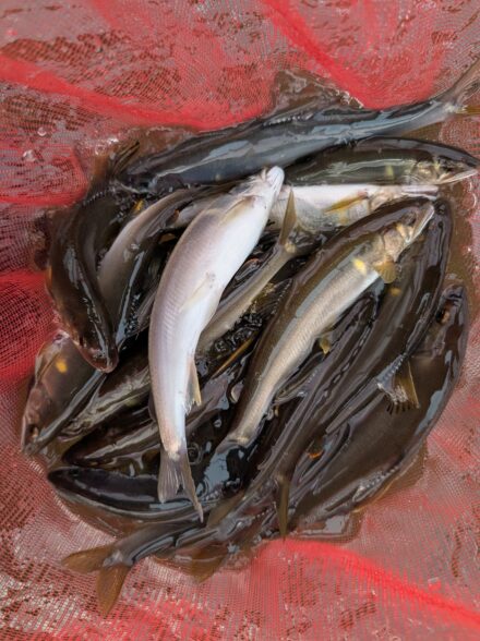 2026年の鮎釣り13回目IN桂川その6