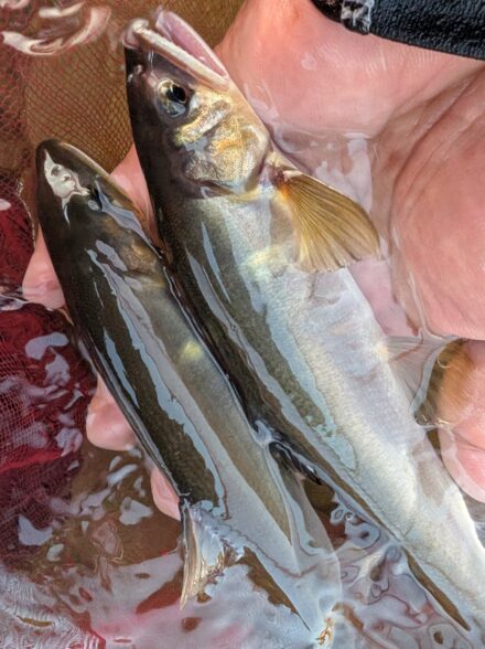 2026年の鮎釣り14回目IN中津川その1