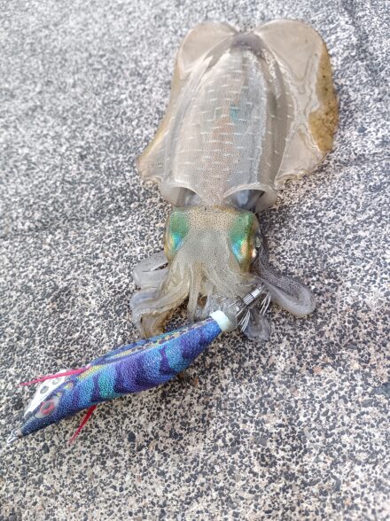 舞鶴方面エギング釣行