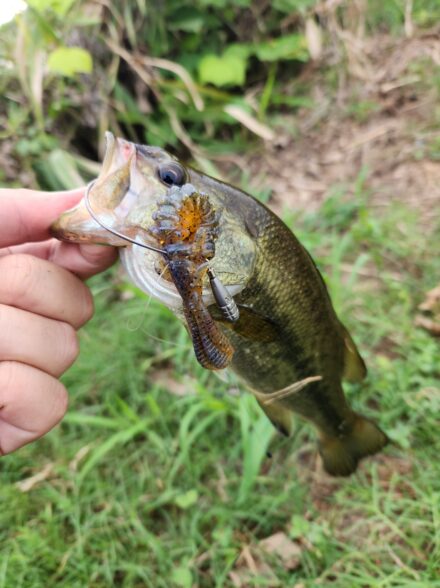 久々のバス釣りin霞ヶ浦水系